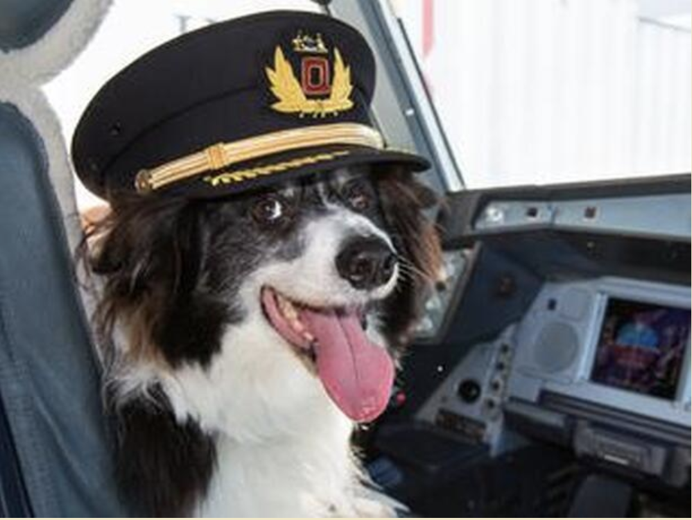Pets on a Plane: the Good, the Bad & the Goofy