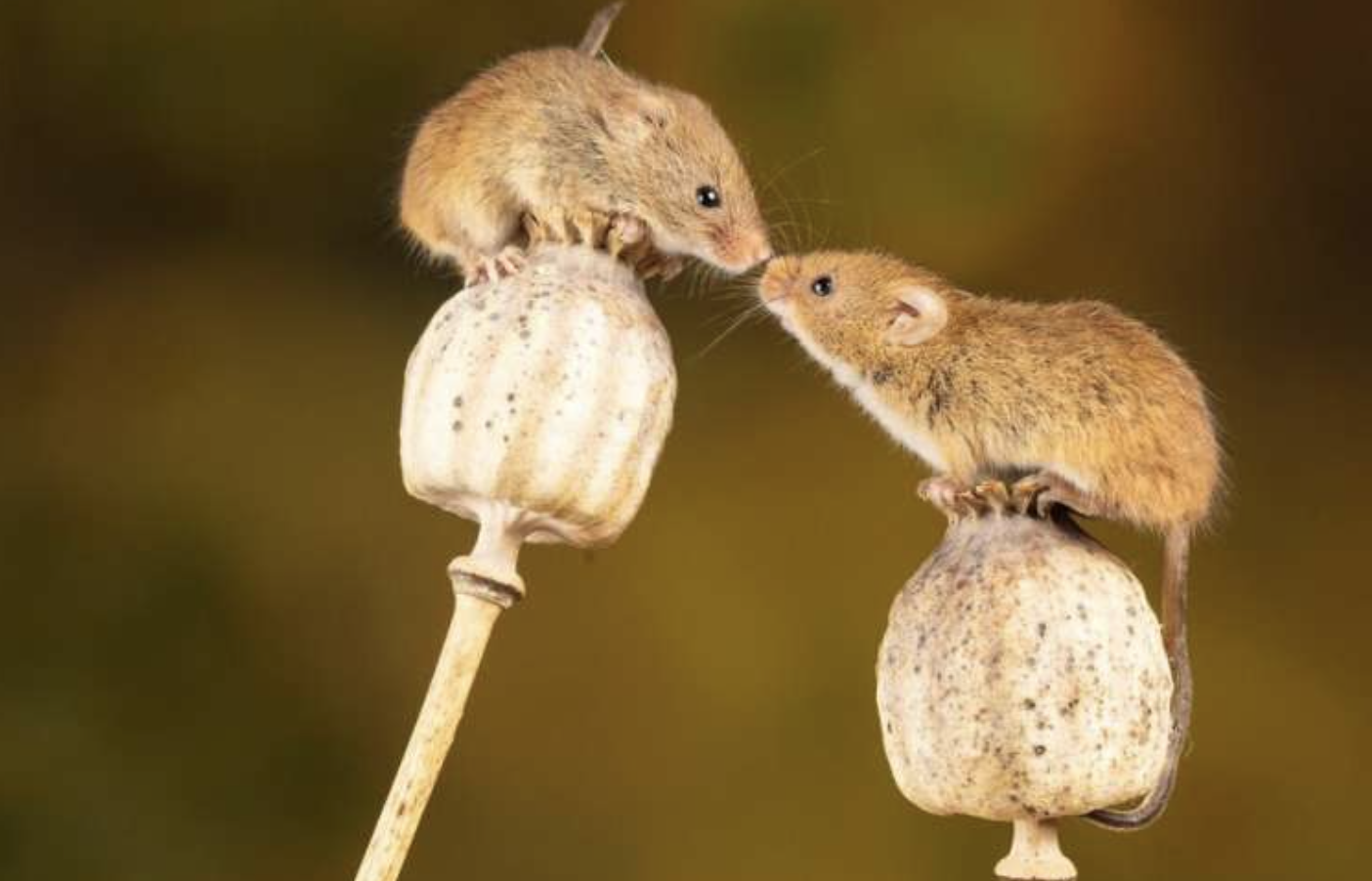 The Kindness of Mice