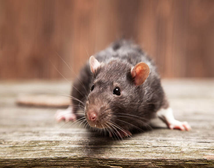 Using a Radio to Drive Out Household Pests / EnjoyLivingAbroad.com / Karen McCann