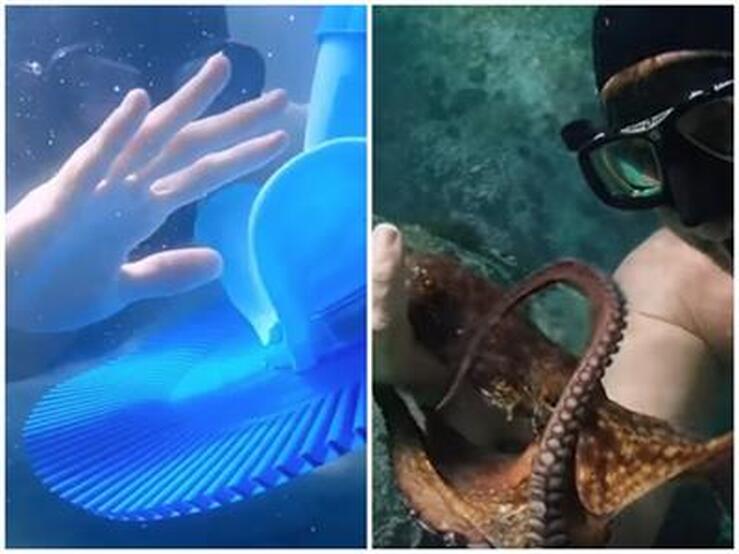 My Octopus Teacher / My Kreepy Teacher / 2021: it just gets goofier / Karen McCann / EnjoyLivingAbroad.com