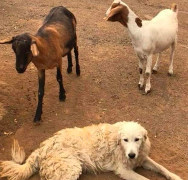 Rescue dog Odin / Tubbs Fire 2017 / Karen McCann / EnjoyLivingAbroad.com