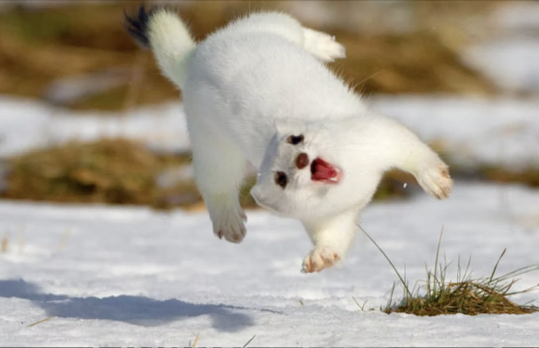 The Best-Laid Schemes of Mice, Men, Women & Weasels