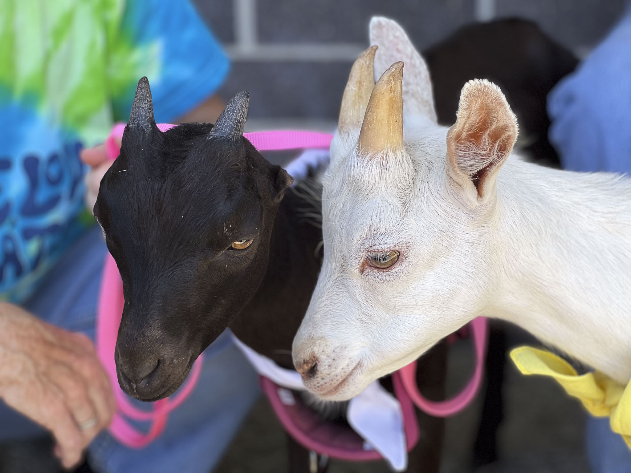 These two goats walk into a barn…